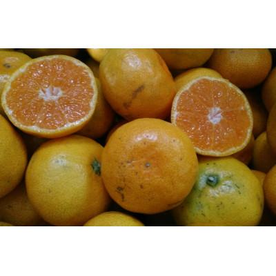 ふるさと納税 熊本市 [2026年10月中旬-2027年2月下旬発送予定]みかん[規格外品]ご家庭用 15kg(熊本市)