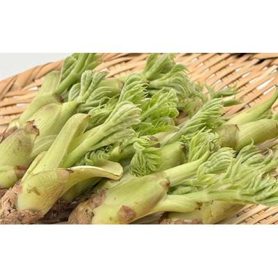 ふるさと納税 鏡石町 山菜の王様 鏡石の自然の恵み タラの芽 約200g(約50g×4)F6Q-467の画像