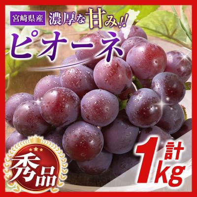 ふるさと納税 小林市 [ギフト・贈答]豊かな自然が育む 小林市産ピオーネ 1kg(小林市)