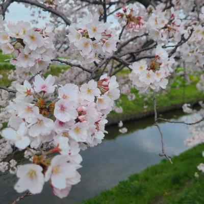 ふるさと納税 鈴鹿市 記念樹に最適!!桜・ソメイヨシノの苗