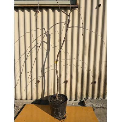 ふるさと納税 鈴鹿市 一重のかわいいしだれ桜 富士しだれ桜の苗