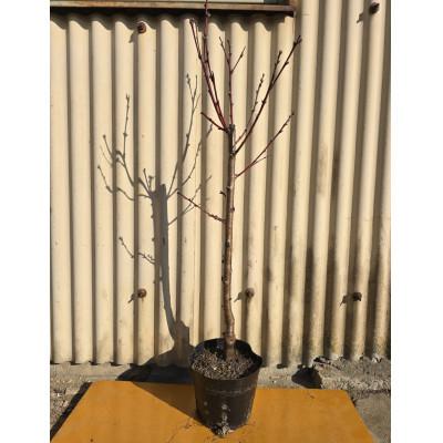 ふるさと納税 鈴鹿市 おいしい桃を自宅で育ててみませんか?桃 白鳳の苗