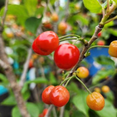 ふるさと納税 鈴鹿市 小振りな実がたくさん実る!! 暖地さくらんぼ 1本で結実するさくらんぼです