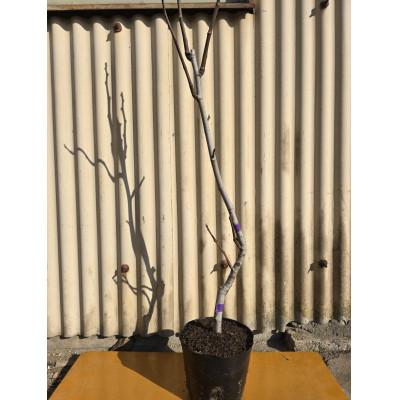 ふるさと納税 鈴鹿市 皮まで食べられる甘〜いイチジク アーチペル