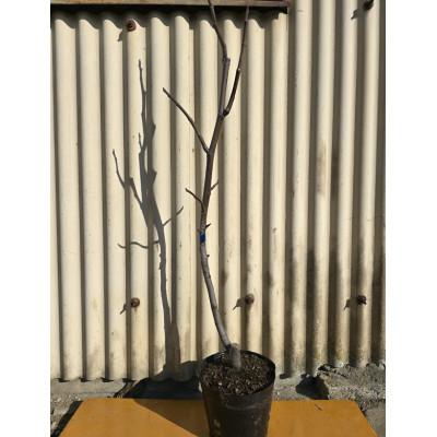 ふるさと納税 鈴鹿市 小ぶりな実かわいい甘〜いイチジク サルタン