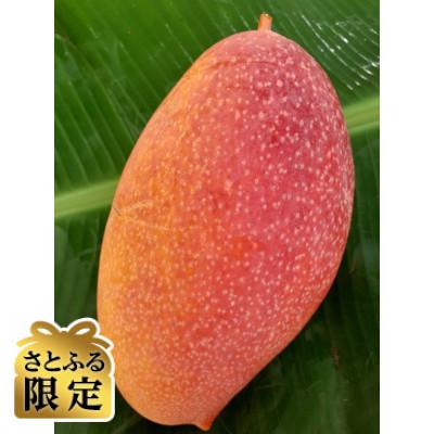 ふるさと納税 太田市 [さとふる限定][ほうおうマンゴー]群馬県太田市産まれの激レアマンゴー 約1.0kg(1〜2玉)