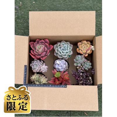 ふるさと納税 四條畷市 [さとふる限定]多肉植物おまかせ18ポット