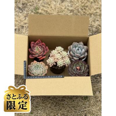 ふるさと納税 四條畷市 [さとふる限定]多肉植物おまかせ5苗セット