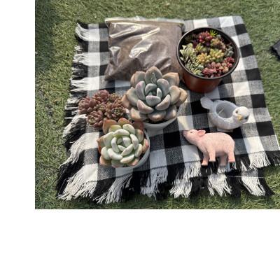 ふるさと納税 四條畷市 多肉植物寄せ植え作りセット+多肉植物3ポット C