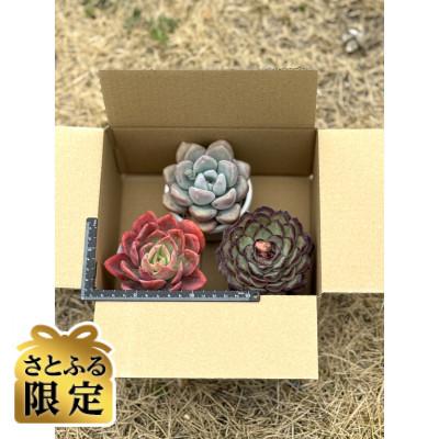 ふるさと納税 四條畷市 [さとふる限定]少し大きめな多肉植物2.5号〜3号ポット計3個