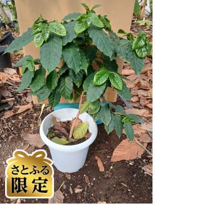 ふるさと納税 太田市 [さとふる限定]アラビカコーヒーの樹 1株