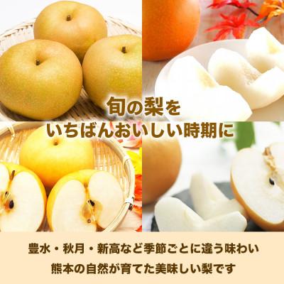 ふるさと納税 和水町 旬の梨 品種おまかせ 12〜36玉 約10kg(和水町)の画像