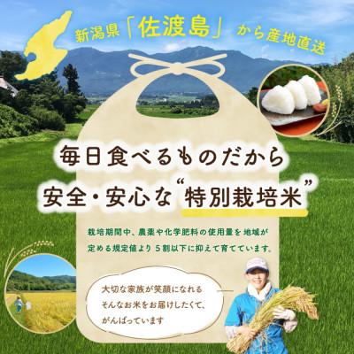 ふるさと納税 佐渡市 佐渡島産 川上さんのコシヒカリ 白米20kg 令和7年産 特別栽培米 【食の宝島佐渡】の画像
