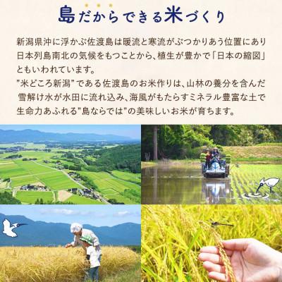 ふるさと納税 佐渡市 佐渡島産 川上さんのコシヒカリ 無洗米20kg 令和7年産 特別栽培米 【食の宝島佐渡】の画像
