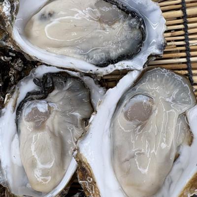 ふるさと納税 北見市 【さとふる限定】サロマ湖産2年牡蠣 約6kg(約36〜54個)_1