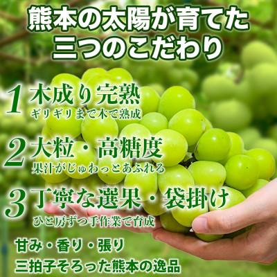 ふるさと納税 荒尾市 シャインマスカット ぶどう 6〜12房 約3.6kg(荒尾市)の画像
