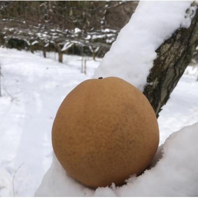 ふるさと納税 京丹後市 [先行予約/数量限定]訳あり晩三吉梨 優品 5kg(8〜16玉入り)(2027年1月上旬〜発送)