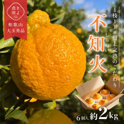 ふるさと納税 和歌山市 先行受付 不知火 希少な樹上完熟! 秀品大玉 6個入
