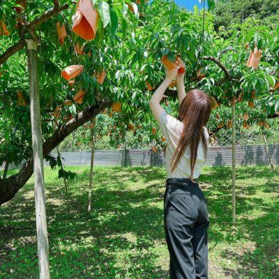 ふるさと納税 津山市 【先行受付|8月上旬頃より順次発送】岡山県ブランド『清水白桃』 約1kg(3~4玉)の画像