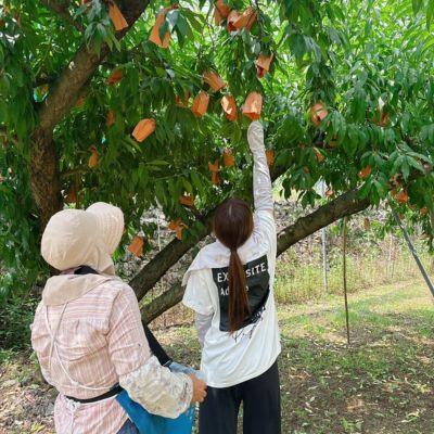 ふるさと納税 津山市 【品種おまかせ】岡山県産・白桃[白鳳・おかやま夢白桃・川中島白桃・白麗]約1kg(3〜4玉)の画像