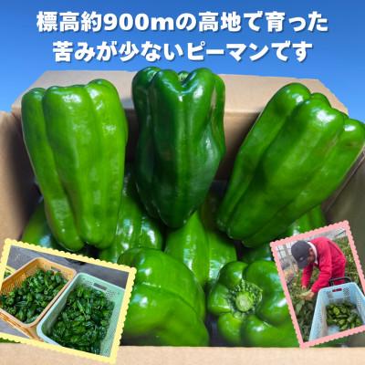 ふるさと納税 九重町 【さとふる限定】【先行受付】大分県九重町産 ピーマン 約4.5kg_1