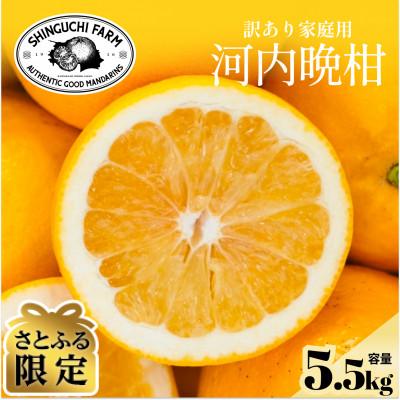 ふるさと納税 八幡浜市 [さとふる限定]今シーズン発送![訳あり]河内晩柑 5.5kg[A70-174]
