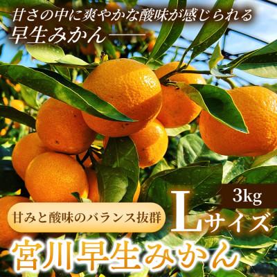 ふるさと納税 湯河原町 甘みと酸味のバランス抜群・宮川早生みかん 3kg(Lサイズ)