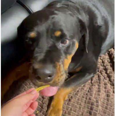 ふるさと納税 茨城県 茨城県産ほしいもの未利用部分を使用した犬の無添加おやつ(トッピングタイプ30g×8袋)