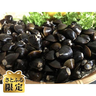 ふるさと納税 北見市 [さとふる限定]さとふる限定・2代目漁師の厳選した天然無添加大粒しじみ貝 200g×4袋