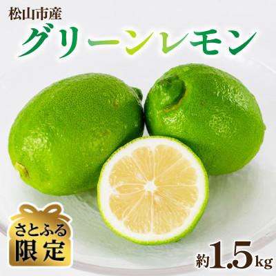 ふるさと納税 松山市 [さとふる限定][数量限定]グリーンレモン 約1.5kg 産地直送