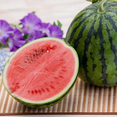 ふるさと納税 熊本市 熊本市植木産 すいか Lサイズ 1玉(約6kg) : さと
