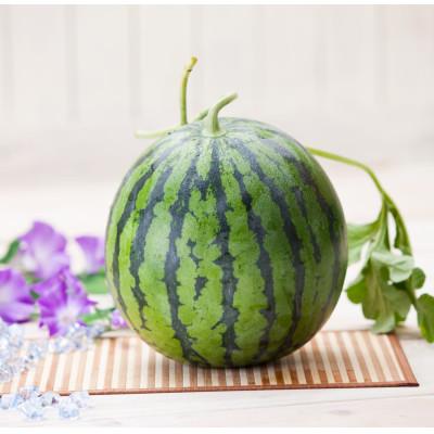 ふるさと納税 熊本市 熊本市植木産 すいか Lサイズ 1玉(約6kg) : さと