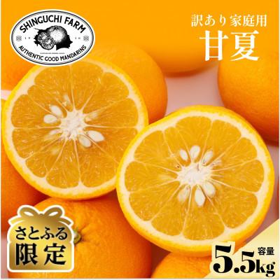 ふるさと納税 八幡浜市 [さとふる限定]今シーズン発送![訳あり]甘夏 5.5kg[A70-175]