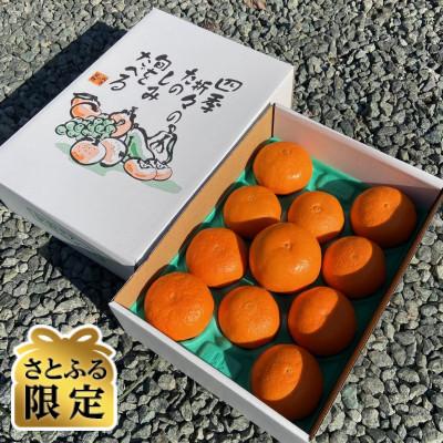 ふるさと納税 伊予市 [さとふる限定]愛媛みかん[高級柑橘][数量限定][贈答用]せとか3kg11個