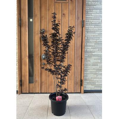 ふるさと納税 鈴鹿市 輝くブラックリーフが美しいサルスベリ赤花 8号(24cm)ガーデニング鉢