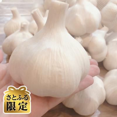 ふるさと納税 十和田市 [さとふる限定]青森にんにく 農家直送 2Lサイズ(500g) 高級品種白玉王