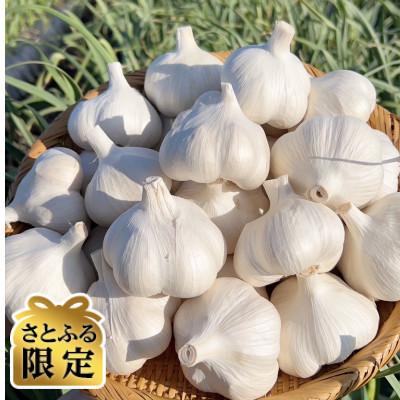ふるさと納税 十和田市 [さとふる限定]青森にんにく 農家直送 中小玉(500g) 高級品種白玉王