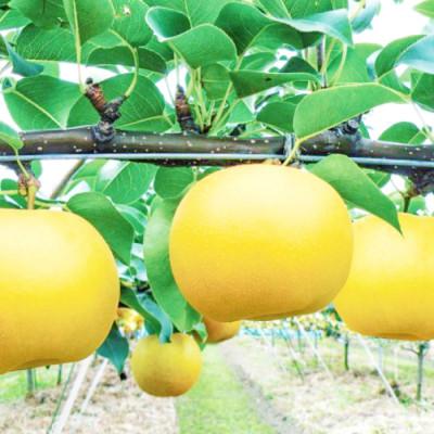 ふるさと納税 日吉津村 【期間限定】鳥取県産 新甘泉 「赤秀」 3kg(8