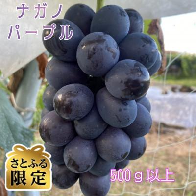 ふるさと納税 伊達市 [さとふる限定]ナガノパープル 皮ごと食べられる500g以上