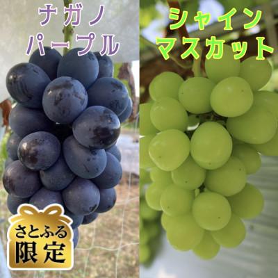 ふるさと納税 伊達市 [さとふる限定]ナガノパープルとシャインマスカット計900gセット