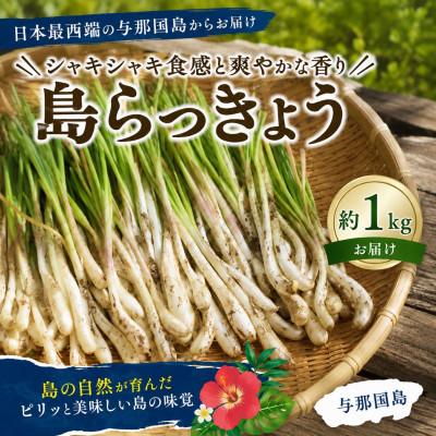 ふるさと納税 与那国町 [2027年2月上旬より順次発送]日本最西端の与那国島からお届け!島らっきょう約1kg