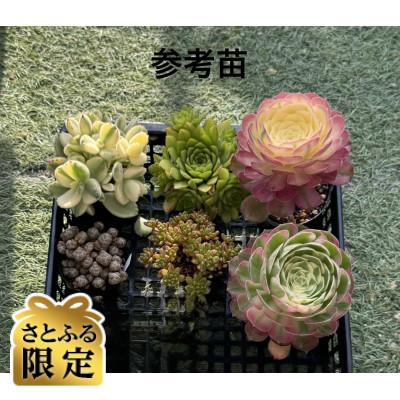 ふるさと納税 四條畷市 [さとふる限定]多肉植物6種類