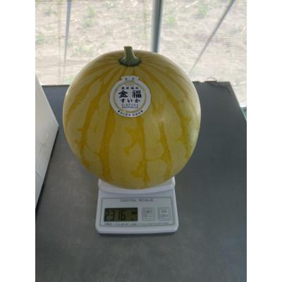 ふるさと納税 福井市 令和9年予約 三里浜砂丘地産 高糖度でシャリっと美味しい。金色に輝く福井市特産金福すいか1玉