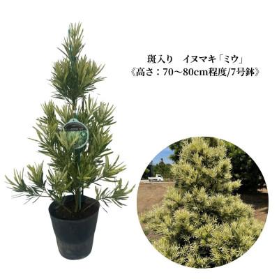 ふるさと納税 匝瑳市 斑入り イヌマキ 「ミウ」[高さ:70~80cm程度] AAP-3