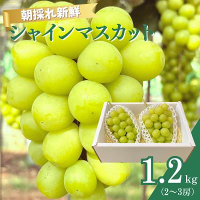 ふるさと納税 匝瑳市 シャインマスカット 1.2kg(2〜3房) AAL-1