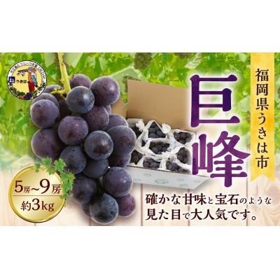ふるさと納税 うきは市 [先行予約]道の駅うきは厳選 巨峰 約3kg(5〜9房)[2026年8月下旬〜9月上旬発送予定]