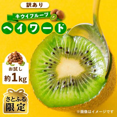 ふるさと納税 松山市 [さとふる限定]2026年10月下旬より発送予定 訳あり キウイフルーツ ヘイワード約1kg 家庭用
