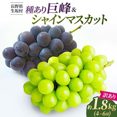 ふるさと納税 生坂村 [2026年先行予約] 訳あり 種あり巨峰 & シャインマスカット 約1.8kg (4~6房)