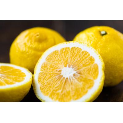 ふるさと納税 松山市 予想を、やさしく裏切る柑橘。愛媛・はるか2kg