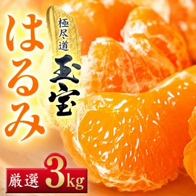 ふるさと納税 八幡浜市 [果粒の旨み]ぷちぷち食感[はるみ]3kg 愛媛県産[64-103]